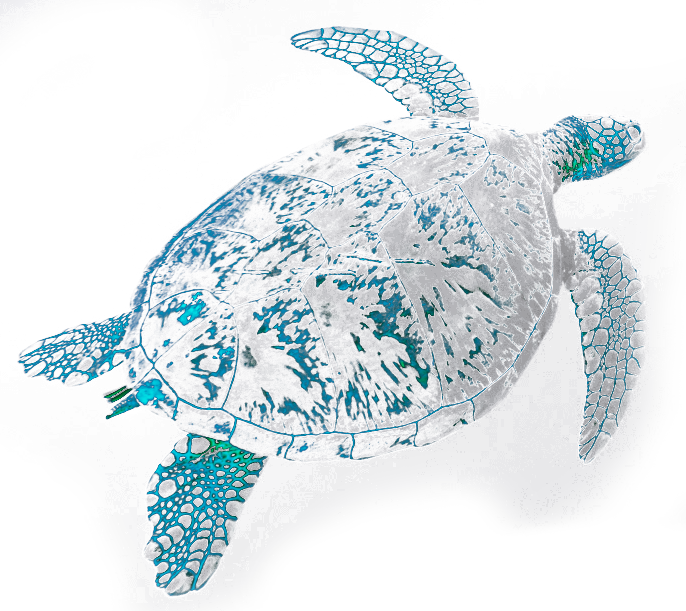 Bali Marine