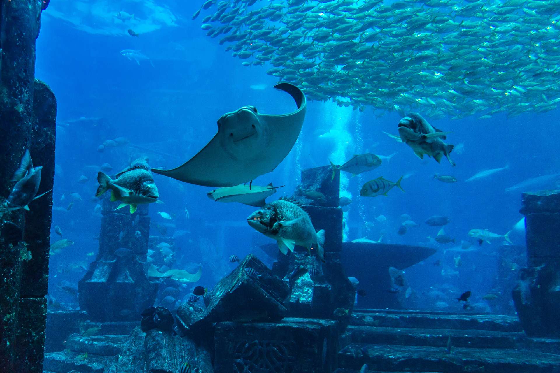 Mall of Oman, Aquarium