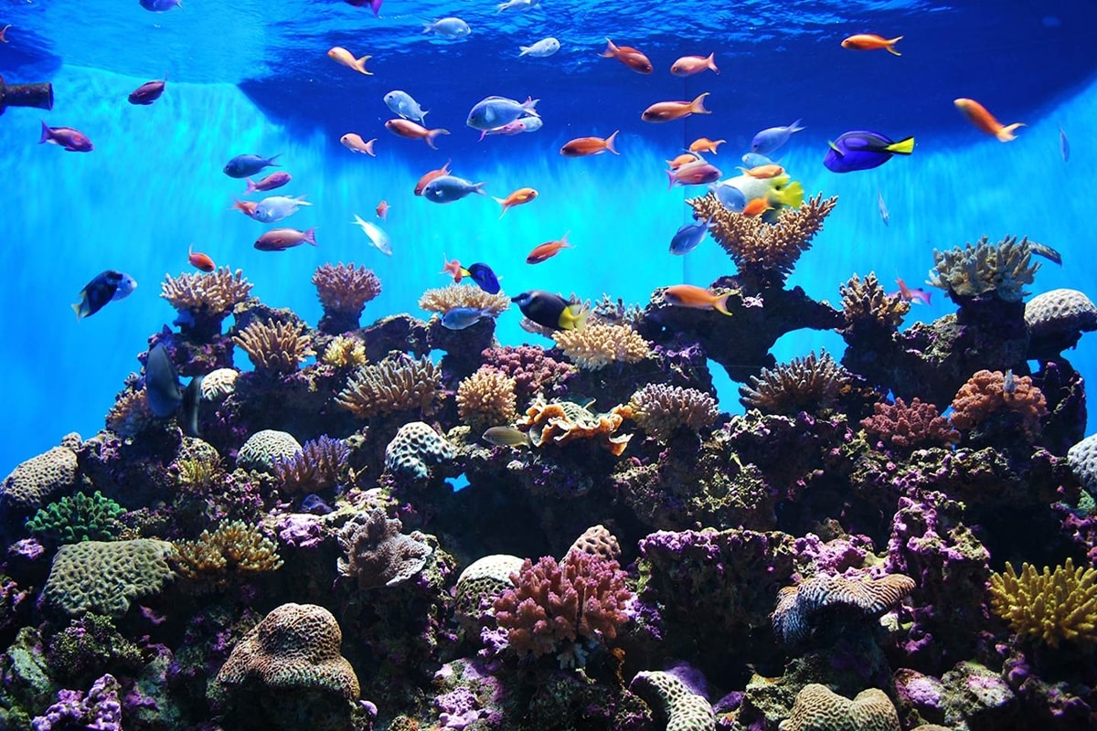Oceanarium Mauritius