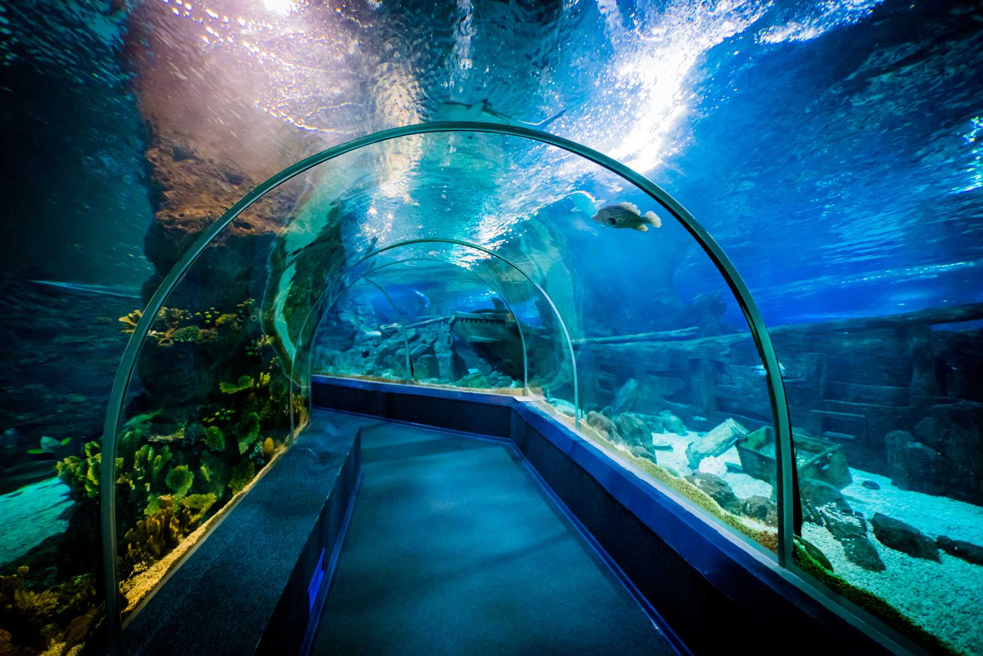Aquarium Operations